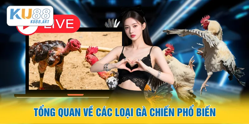 Tổng quan về các loại gà chiến phổ biến
